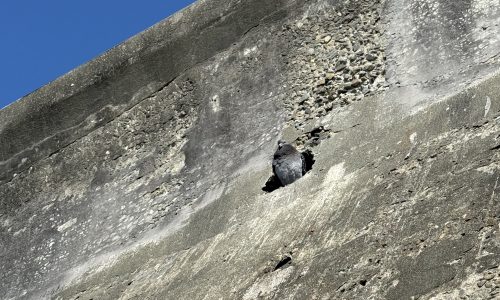 壁にめり込む鳩